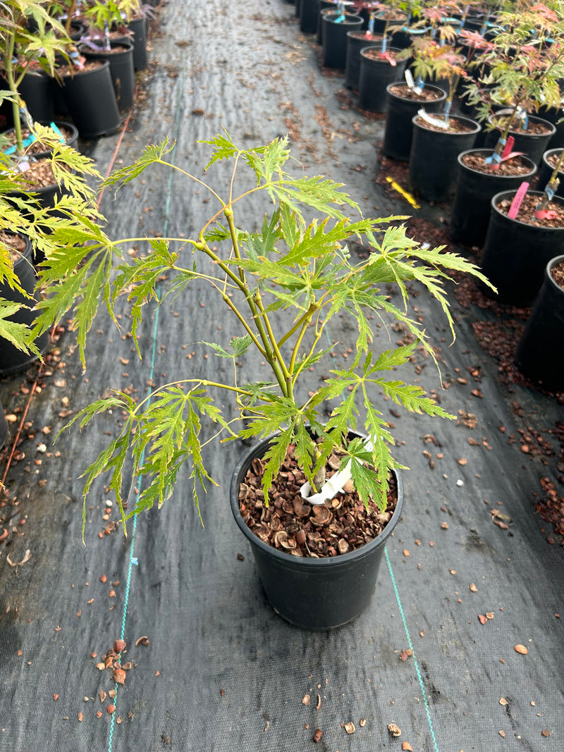 Acer palmatum 'Germaine's Gyration' Weeping Japanese Maple