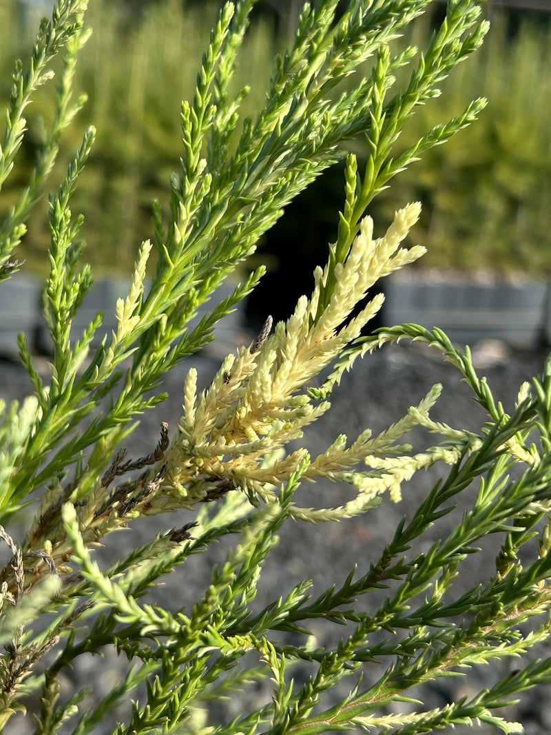 Sequoiadendron giganteum 'French Beauty'  Variegated Giant Redwood