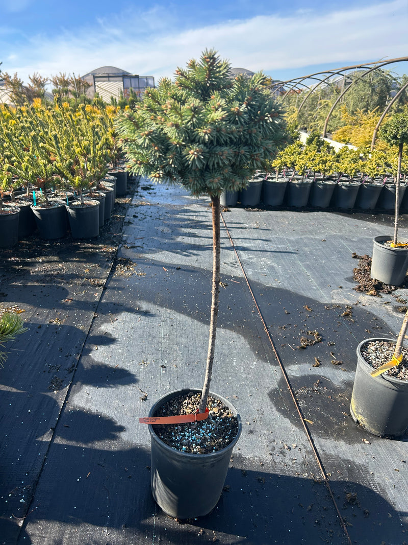Picea pungens 'Blue Pearl' Miniature Colorado Blue Spruce