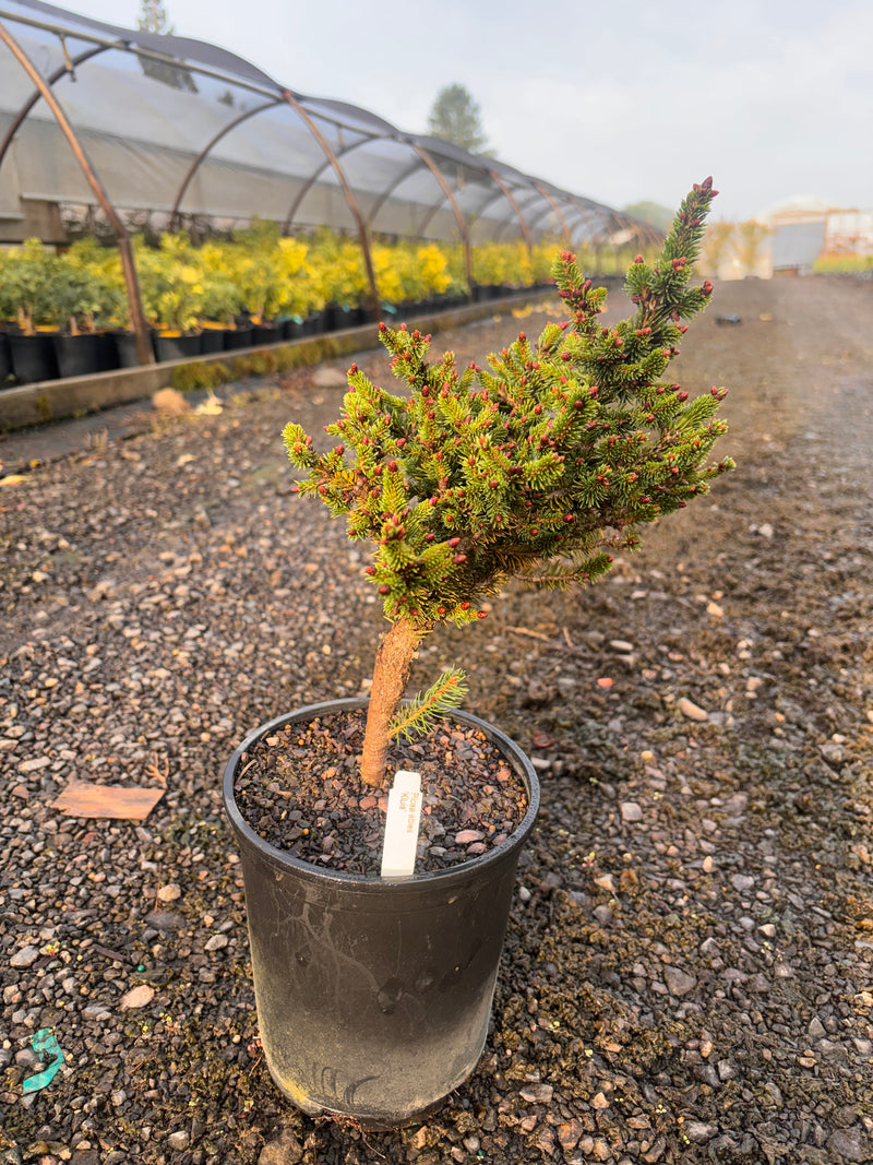 Picea abies 'Kluis' Dwarf Norway Spruce