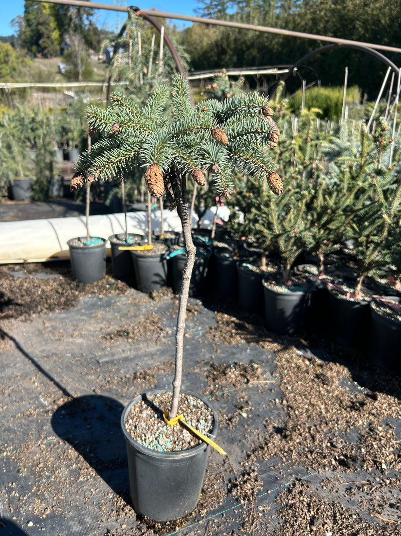 Picea pungens 'Early Cones' Dwarf Colorado Blue Spruce