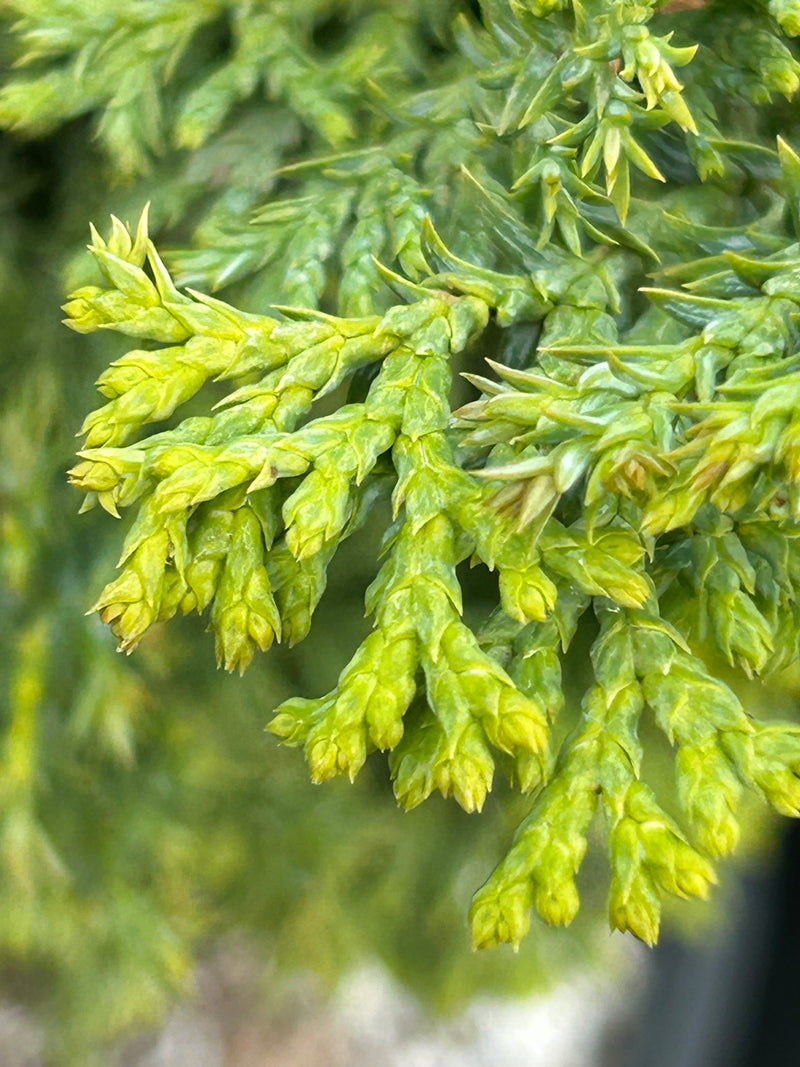Chamaecyparis obtusa 'Gimborn's Beauty' Hinoki Cypress