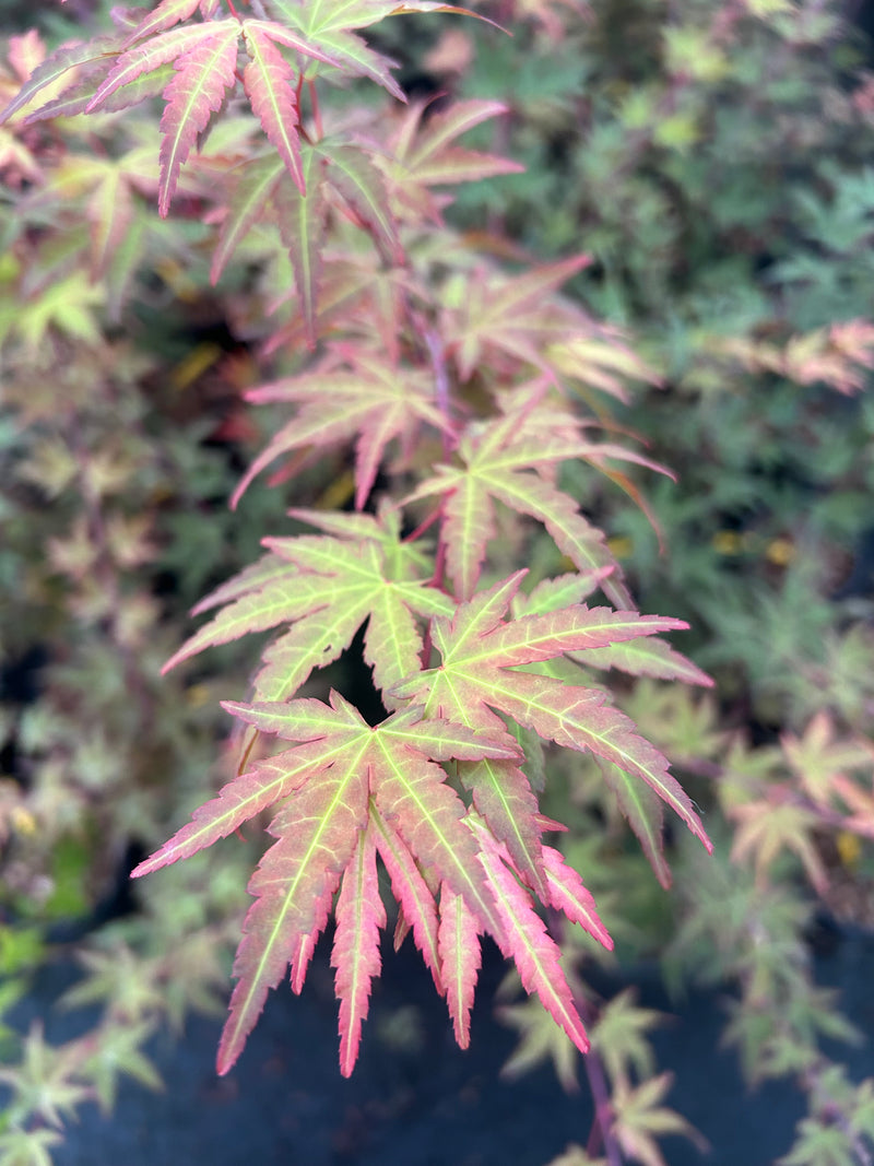 Acer palmatum 'Mila' Japanese Maple