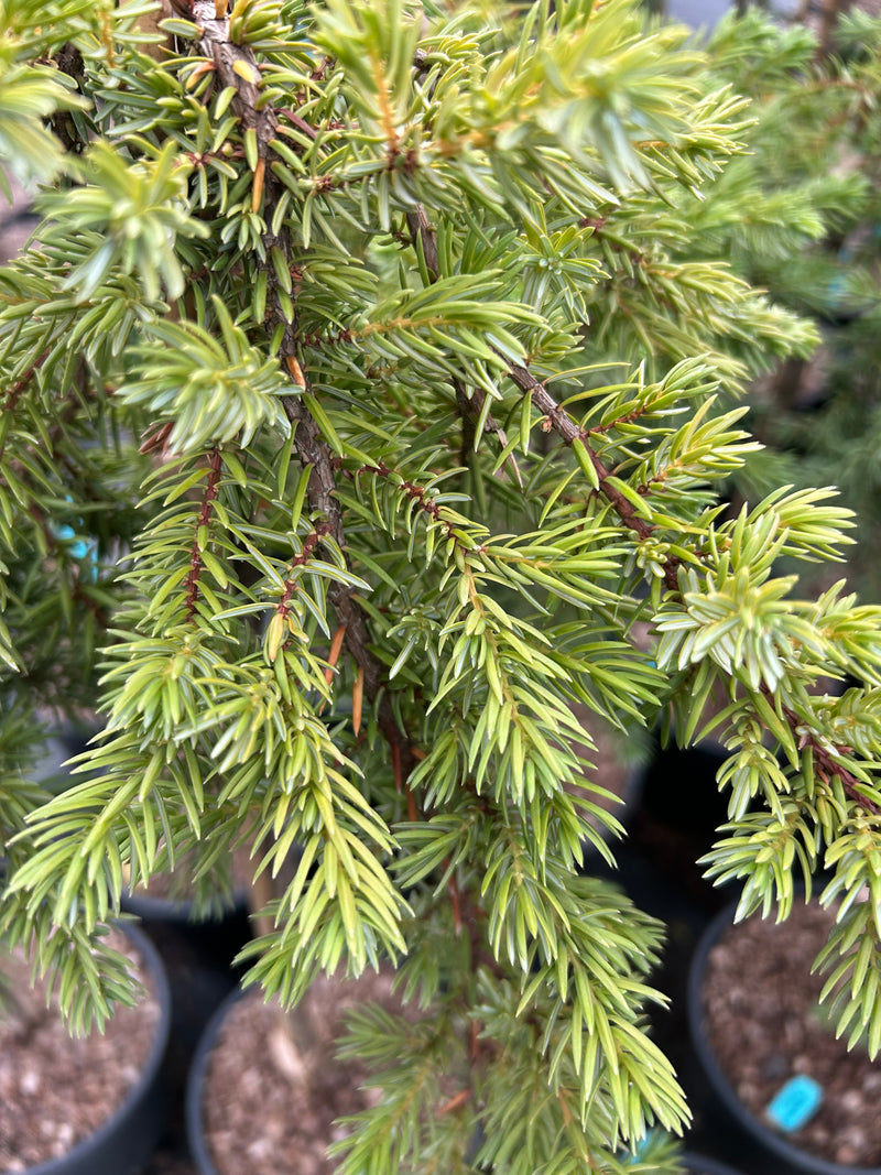 Juniperus conferta 'Blue Lagoon' Shore Juniper