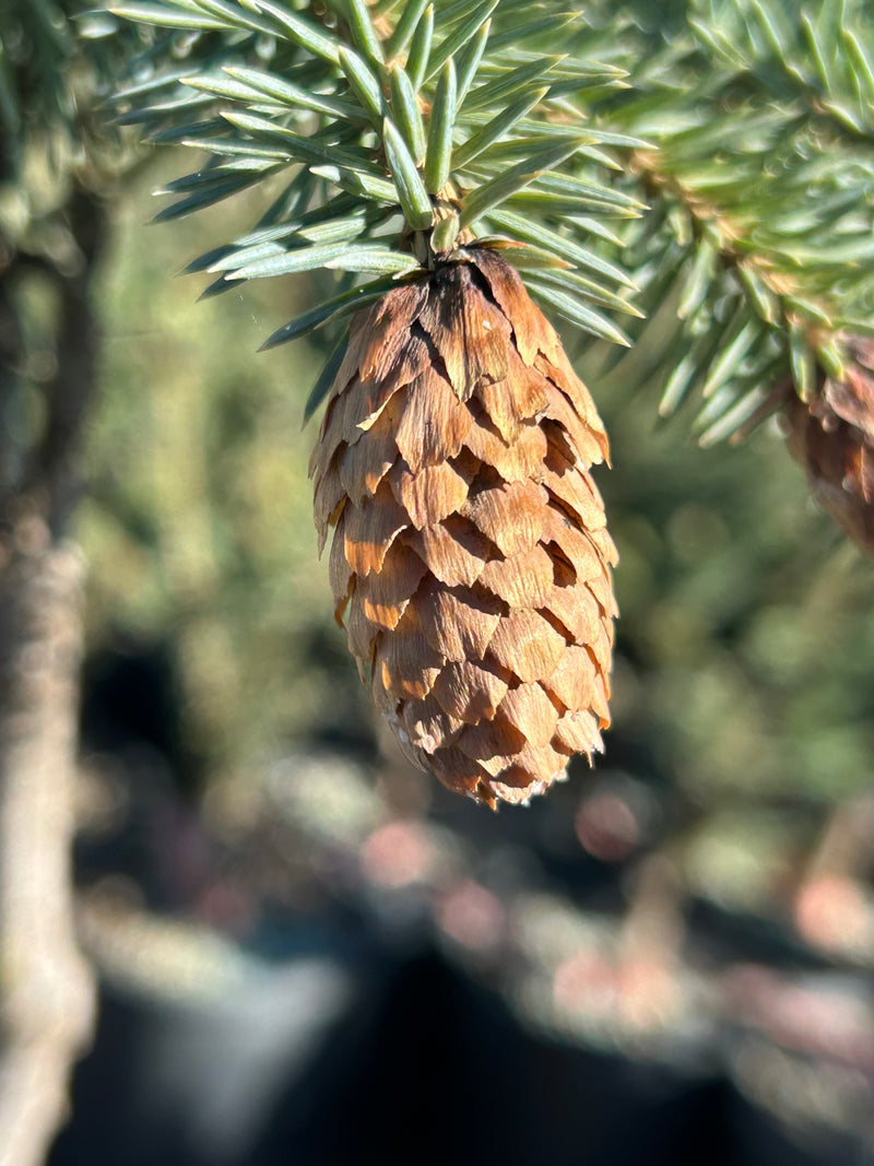 Picea pungens 'Early Cones' Dwarf Colorado Blue Spruce