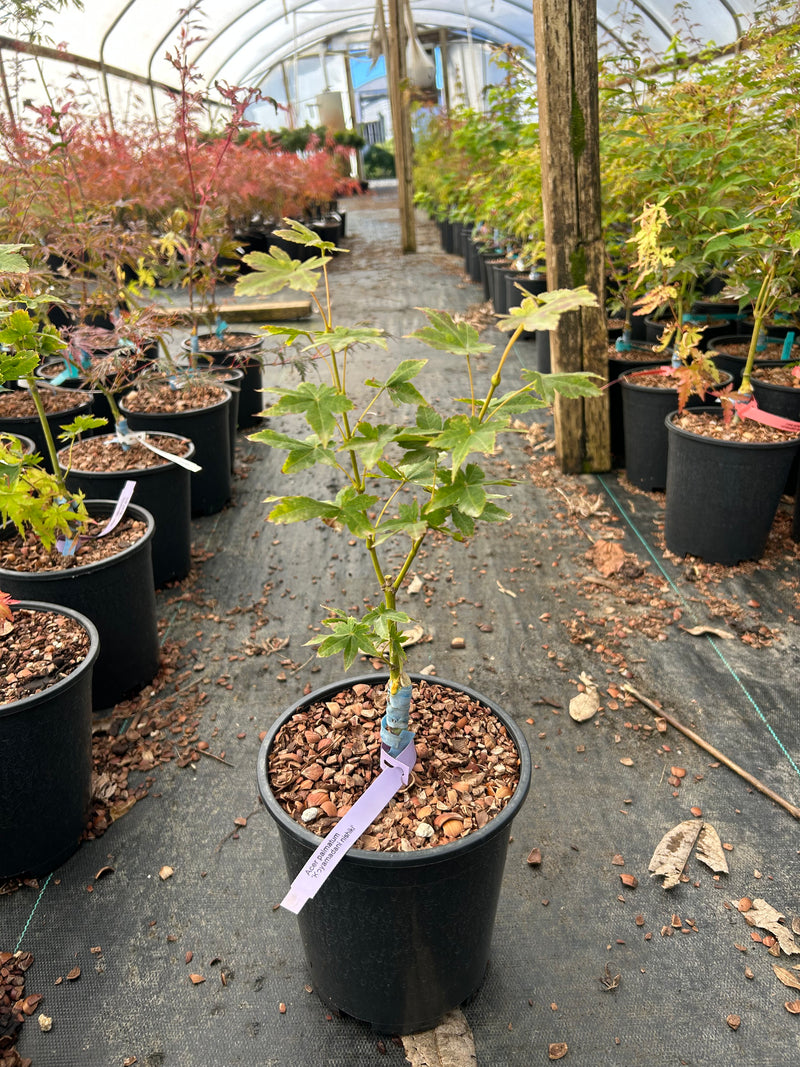 Acer palmatum 'Koyamadani nishiki' Japanese Maple