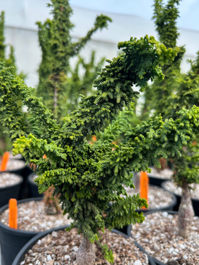 Chamaecyparis obtusa 'Chirimen' Hinoki Cypress