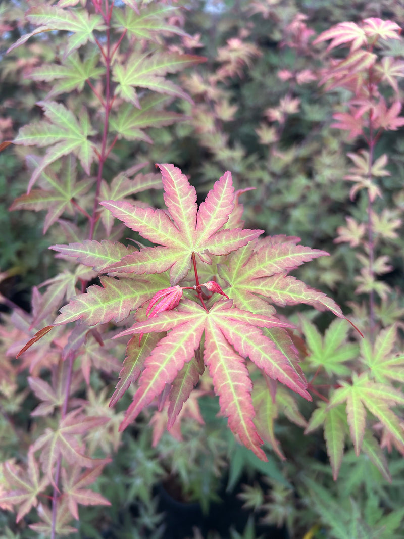 Acer palmatum 'Mila' Japanese Maple