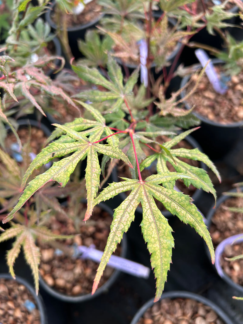 Acer palmatum 'Olsen's Frosted Strawberry' Japanese Maple