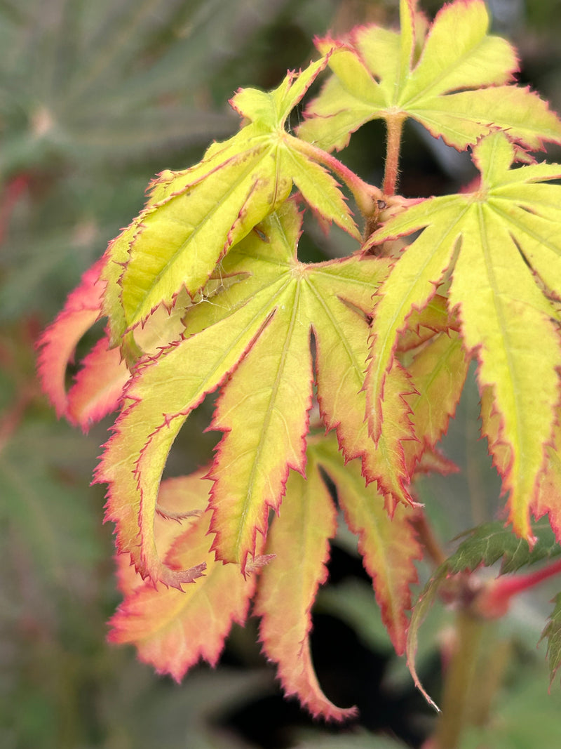Acer palmatum 'Diva' Japanese Maple
