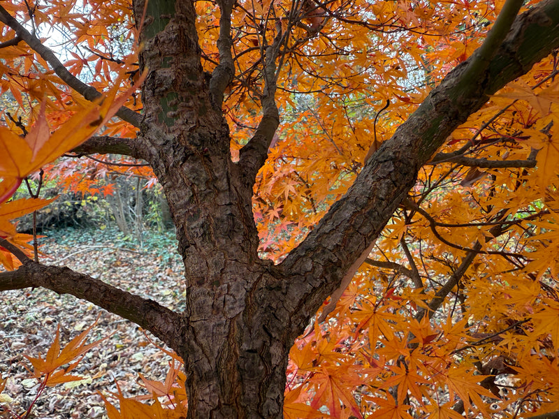Acer palmatum 'Alan's Gold' Japanese Maple