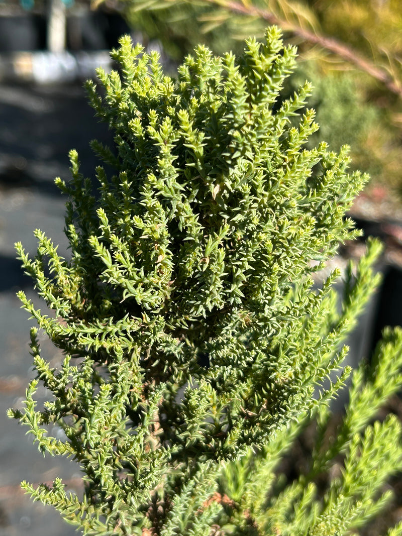 Sequoiadendron giganteum 'Little Stan' Dwarf Redwood