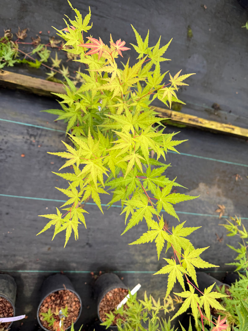Acer palmatum 'Alan's Gold' Japanese Maple