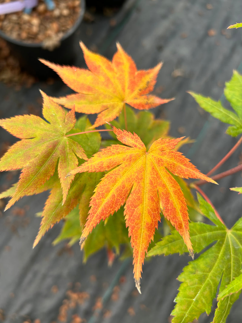 Acer palmatum 'Festival' Japanese Maple