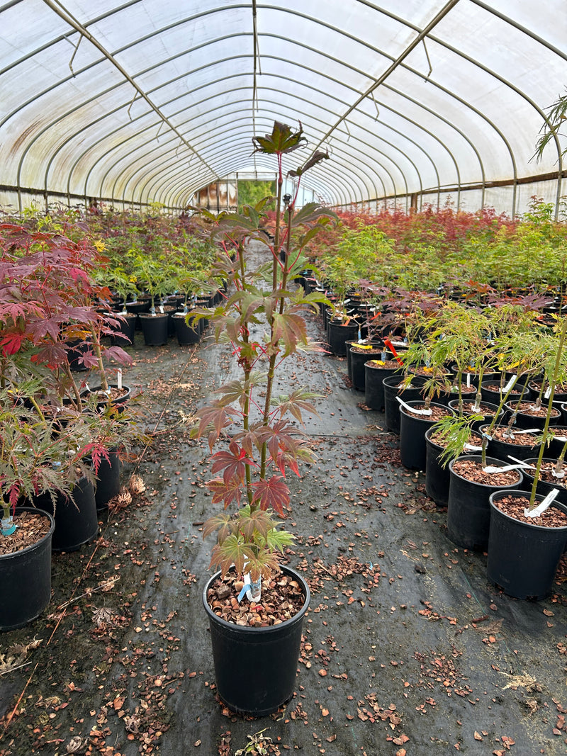 Acer palmatum 'Diva' Japanese Maple