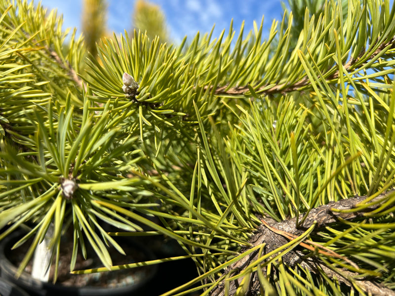 Pinus sylvestris 'Hillside Creeper' Dwarf Scots Pine