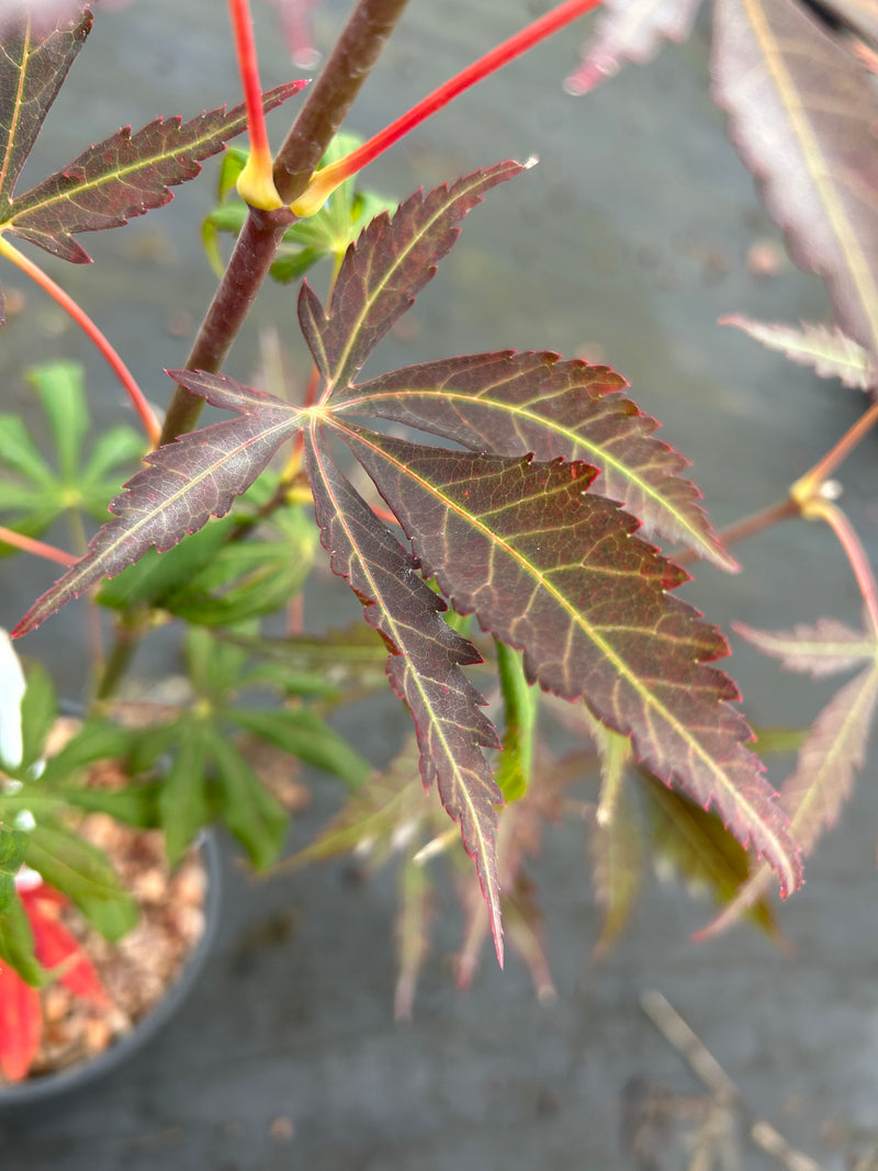 Acer shirasawanum 'Royalty' Red Full Moon Japanese Maple