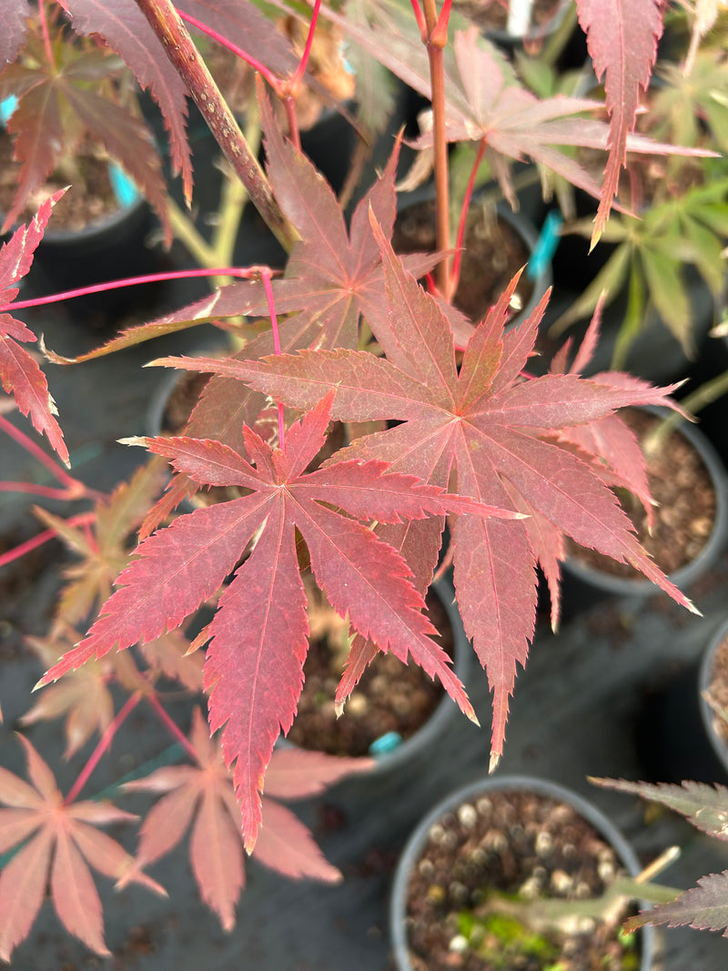 Acer palmatum 'Wakehurst Pink' Japanese Maple