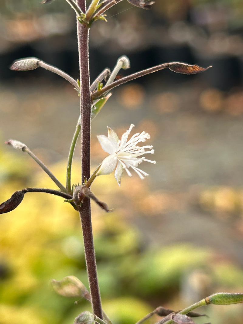 Beesia deltophylla