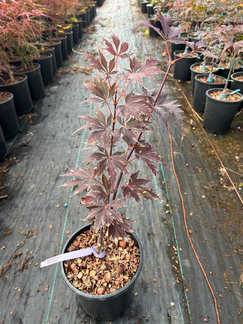 Acer palmatum 'Black Lace' Japanese Maple