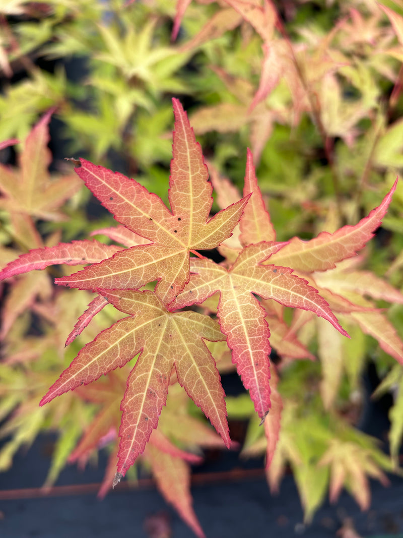 Acer oliverianum 'Hot Blonde' Golden Japanese Maple