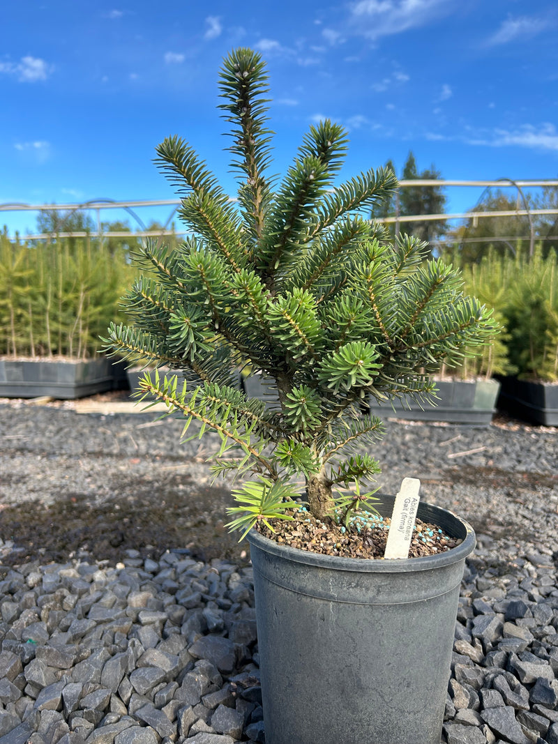 Abies koreana 'Gait' Korean Fir Grafted on Abie firma