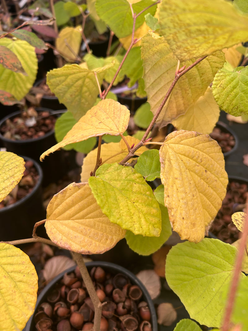 Corylopsis gotana Fragrant Winter Hazel
