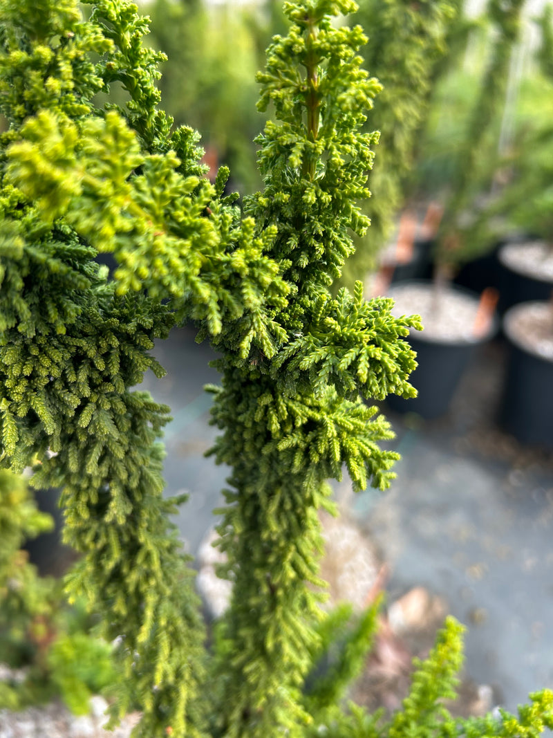 Chamaecyparis obtusa 'Chirimen' Hinoki Cypress