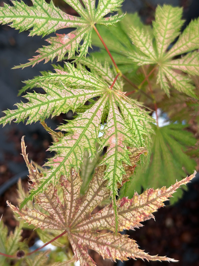 Acer palmatum 'Ariadne' Japanese Maple