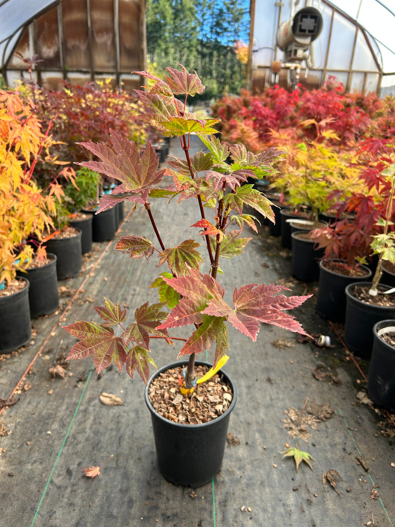 Acer circinatum 'Sunny Sister' Japanese Maple