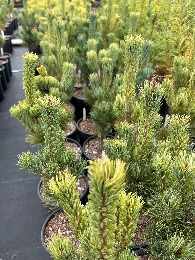 Pinus parviflora 'Blue Lou' Dwarf Japanese White Pine