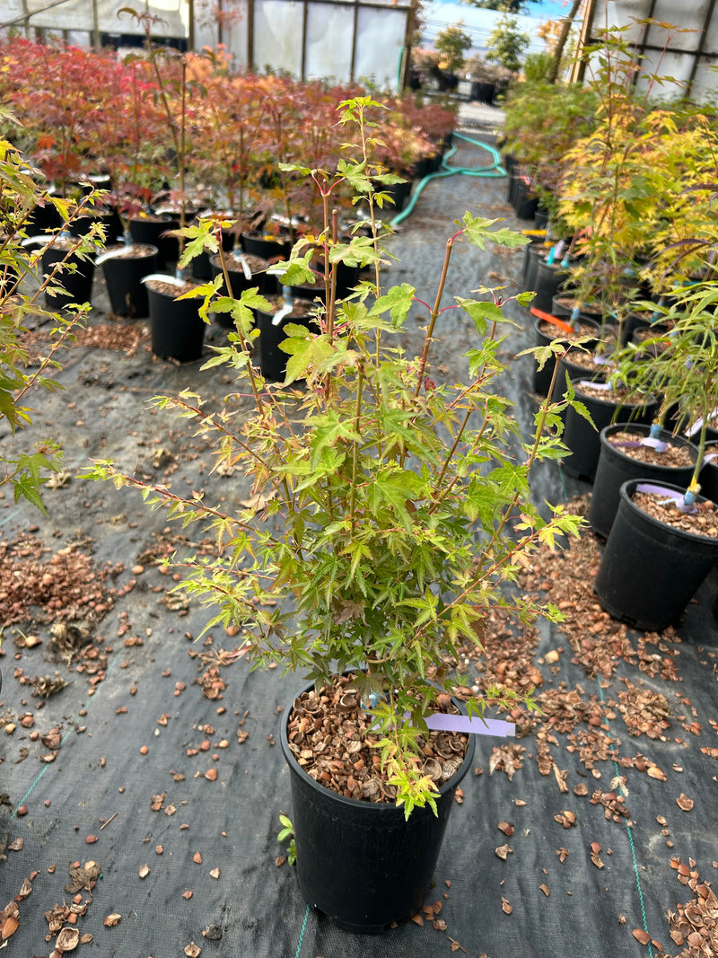 Acer palmatum 'Saiho' Dwarf Japanese Maple