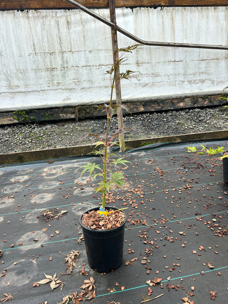 Acer palmatum 'Blackbeard's Gold' Japanese Maple