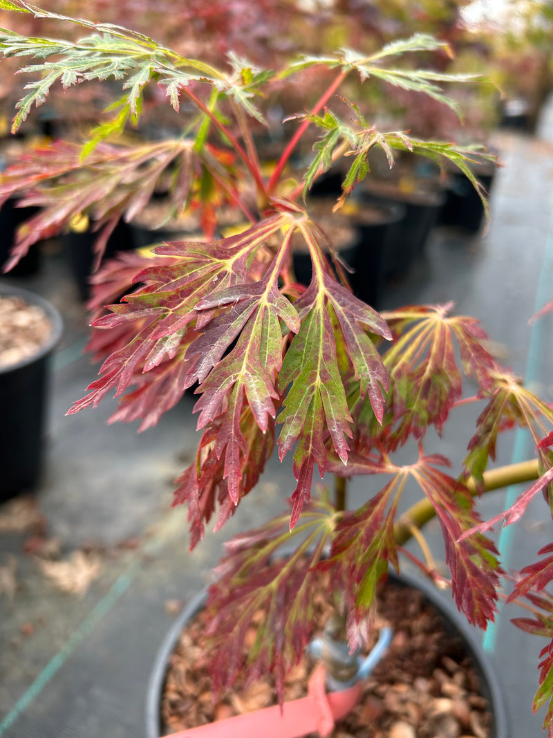 Acer japonicum 'Abby’s Weeping' Dwarf Full Moon Japanese Maple