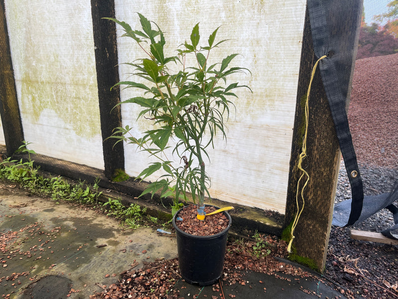 Acer palmatum 'Yellow Threads' Japanese Maple