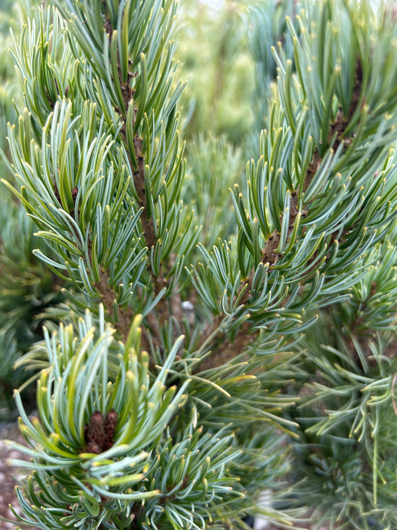 Pinus parviflora 'Blue Lou' Dwarf Japanese White Pine