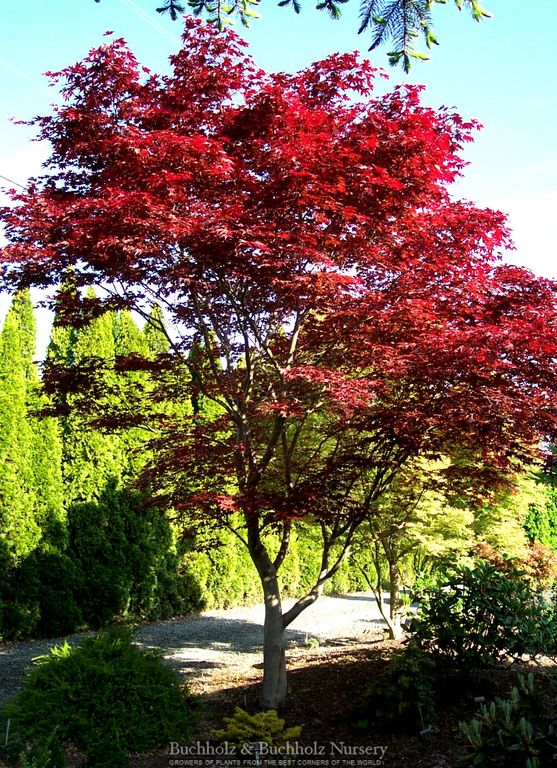 Acer palmatum 'Fireglow' Japanese Maple