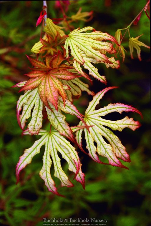 Acer palmatum 'First Ghost' Japanese Maple