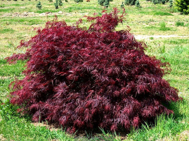 Acer palmatum 'Red Dragon' Weeping Red Japanese Maple