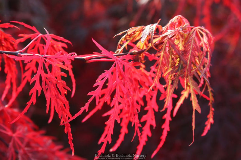 Acer palmatum 'Orangeola' Japanese Maple
