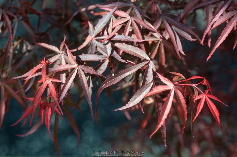 Acer palmatum 'Pung kil' Japanese Maple