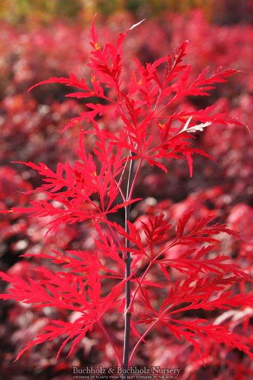 Acer palmatum 'Red Dragon' Weeping Red Japanese Maple