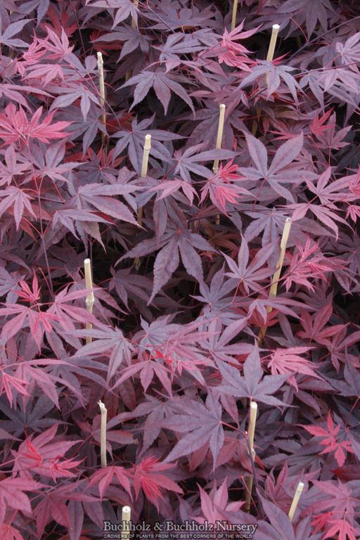 Acer palmatum 'Fireglow' Japanese Maple