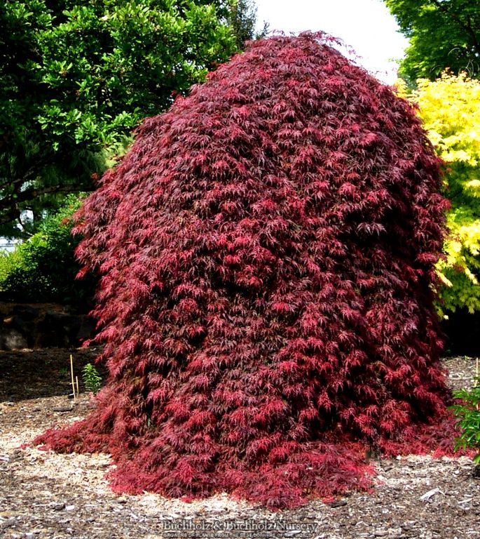 Acer palmatum 'Orangeola' Japanese Maple