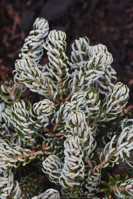 Abies koreana 'Kohout’s Icebreaker' Korean Fir