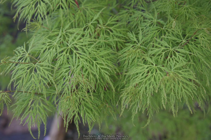 Acer palmatum 'Emerald Lace' Japanese Maple