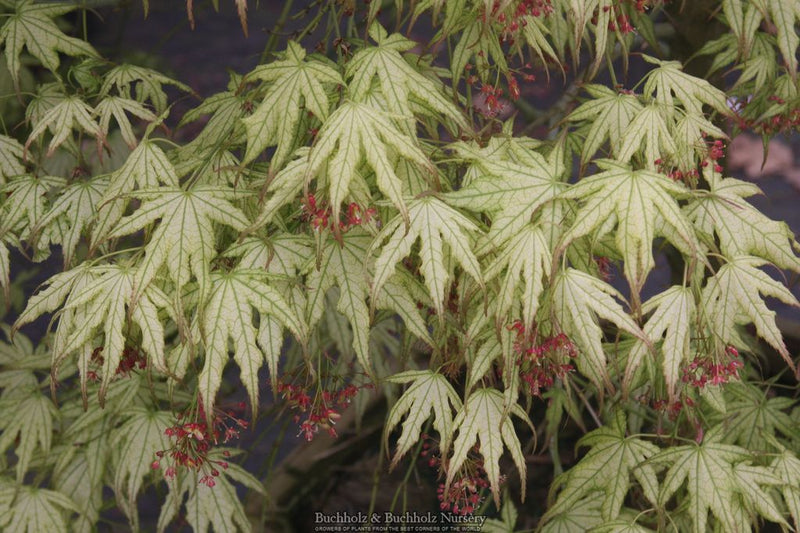 Acer palmatum 'First Ghost' Japanese Maple