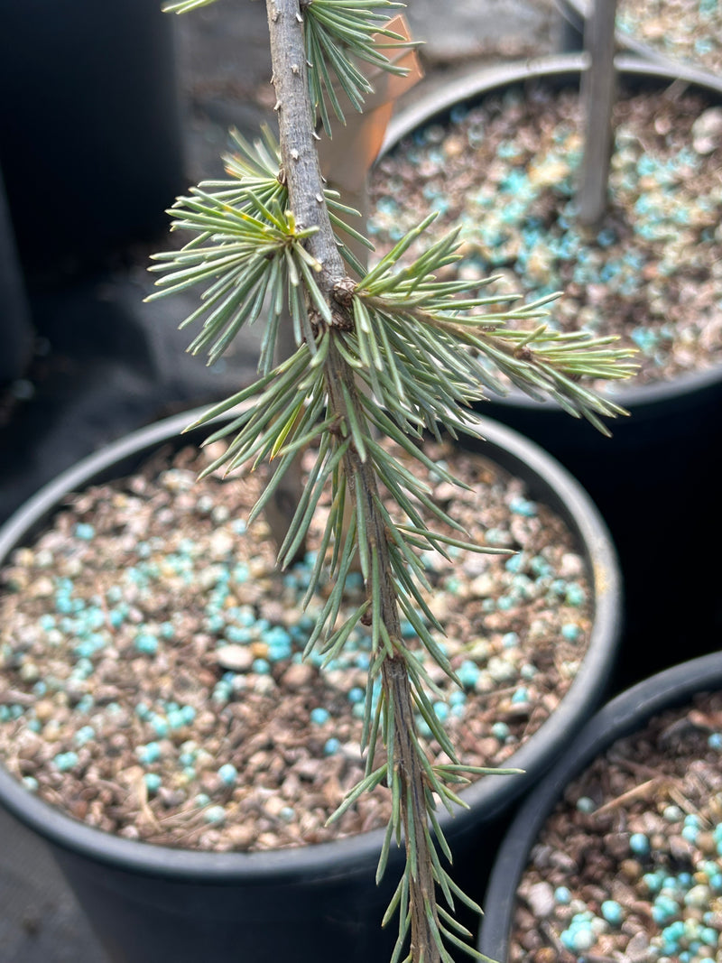 Cedrus libani 'Glauca Pendula' Weeping Blue Lebanon Cedar