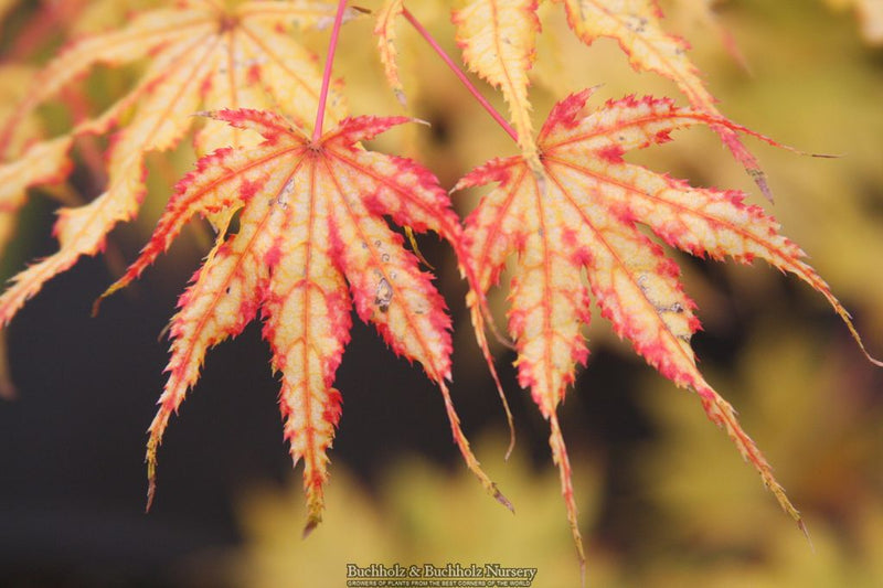 Acer palmatum 'First Ghost' Japanese Maple