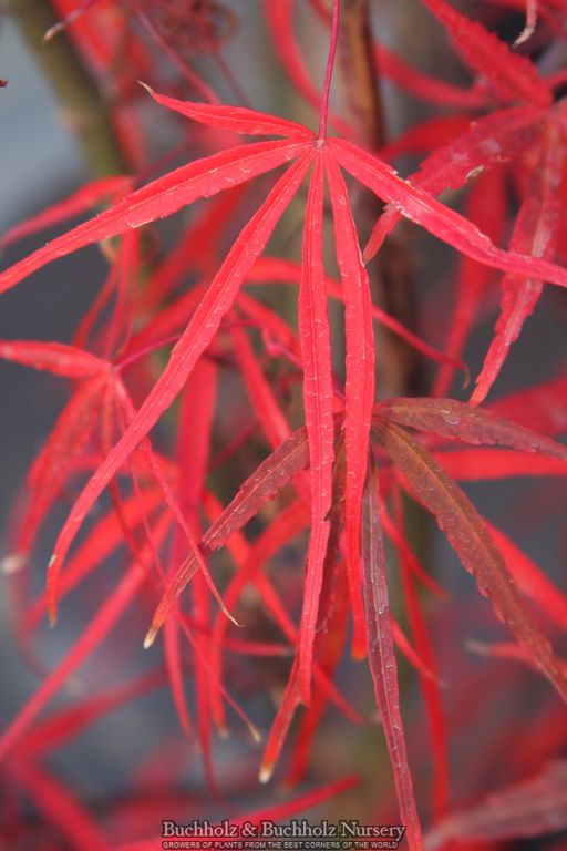 Acer palmatum 'Hubbs Red Willow' Japanese Maple